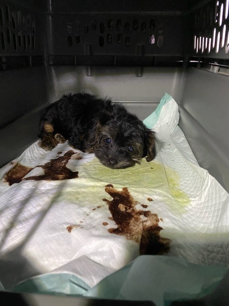 Transporting Underage and Under Weight Puppies