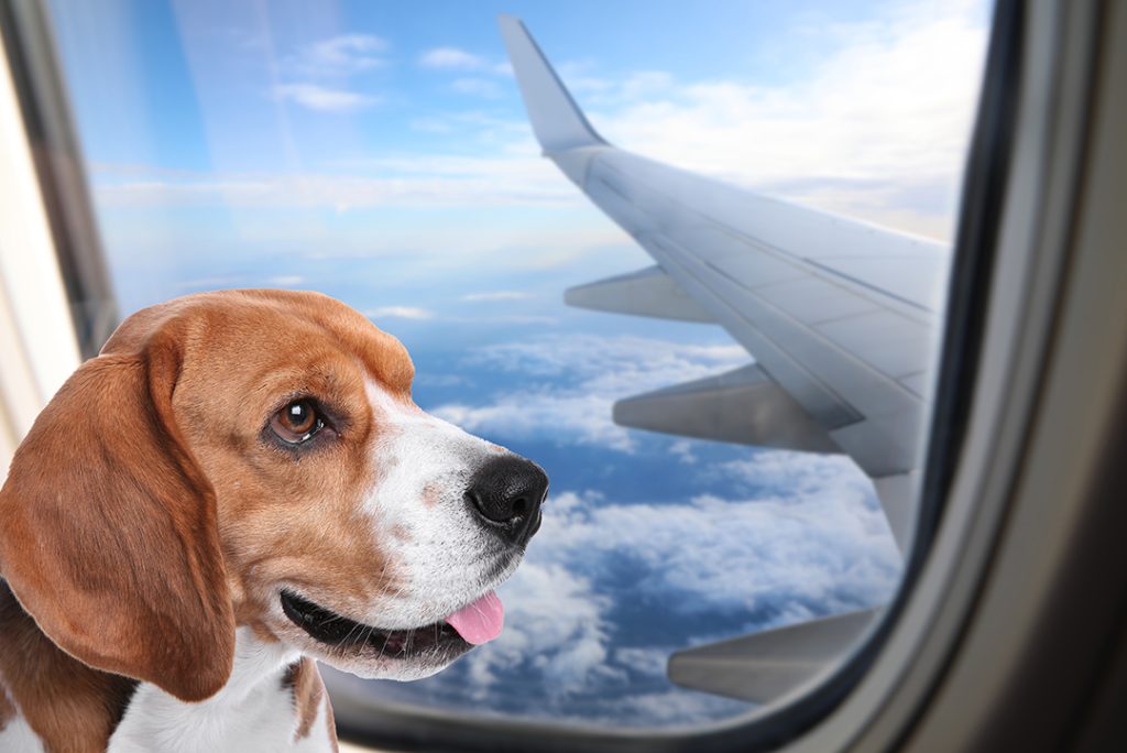 How to Get a Pet Passport
