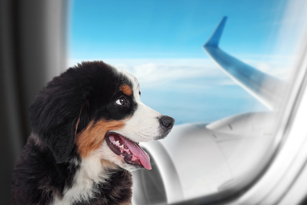 Requirements for Pets to Travel In-Cabin